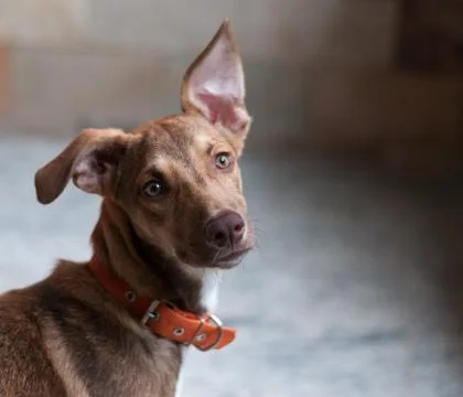 Curious dog Stock Photos