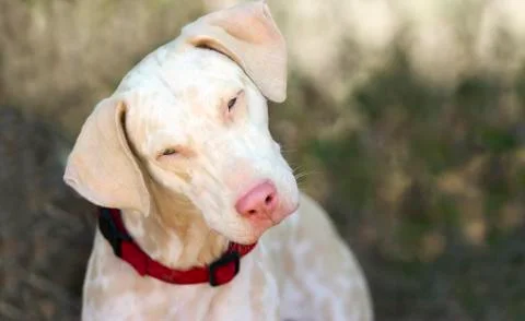 Curious Dog Stock Photos