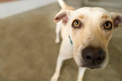Curious Dog Stock Photos