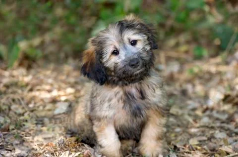 Curious Dog Stock Photos