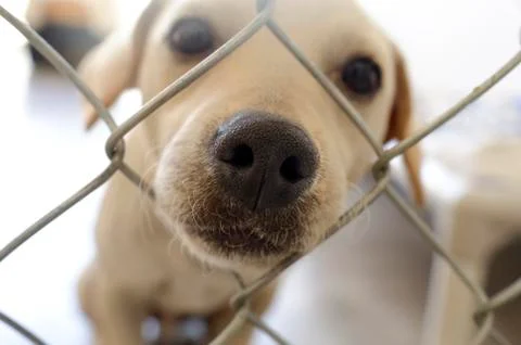 Curious Dog Stock Photos