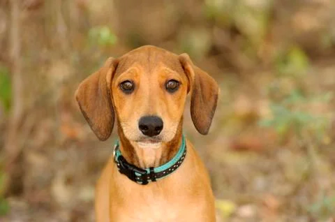 Curious Dog Stock Photos