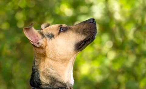 Curious Dog Stock Photos