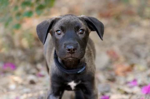 Curious Dog Stock Photos