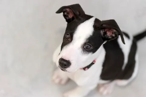 Curious Dog Stock Photos