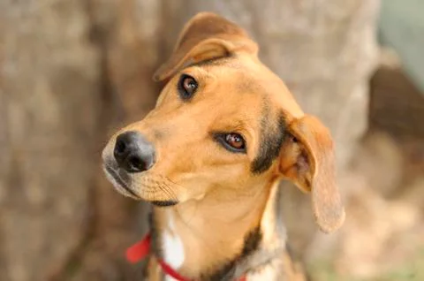 Curious Dog Stock Photos