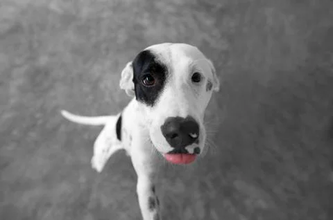 Curious Dog Stock Photos