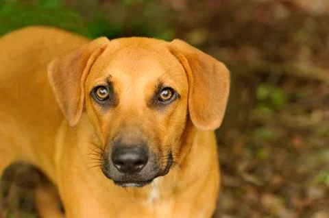 Curious Dog Stock Photos