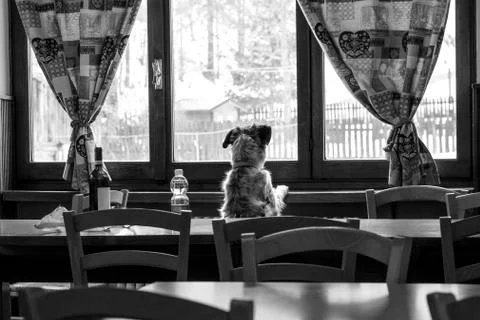 Curious dog Stock Photos