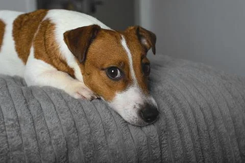 Curious dog. Stock Photos