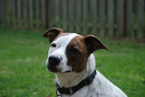 Curious dog 写真素材