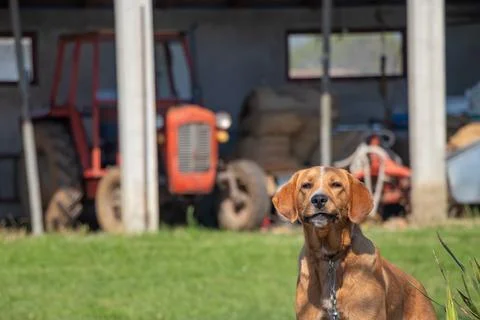 Curious dog Stock Photos