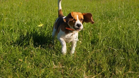 Curious dog put paw over small balloon and burst it, shrink back from explosion Stock Footage 110281152