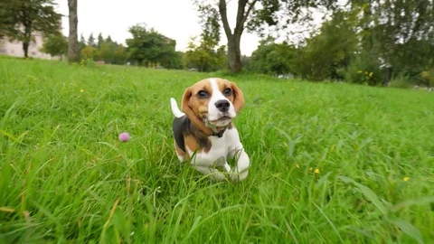 Curious dog run at grass, chase moving camera, slow motion shot Stock Footage