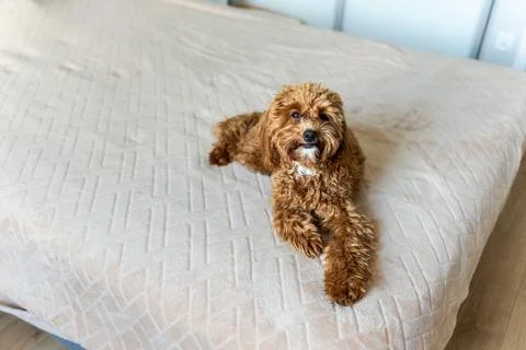 Curious Dog Standing on Bed Stockfoto's