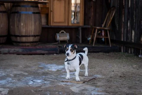 Curious Dog Standing Outside Rustic Cabin Foto stock