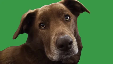 Curious Dog Tilts Head Green Screen Stock Footage 339509209