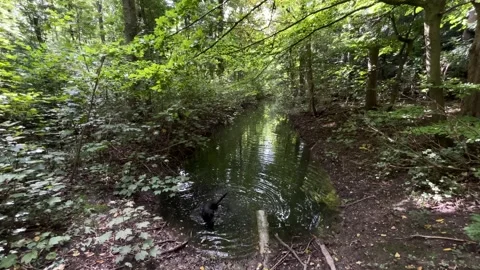 Curious dog wading through narrow forest stream under leafy canopy, muddy banks Stock Footage 346662276