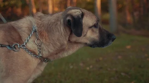 Curious Dog Watching Sunset Stock Footage 81529899