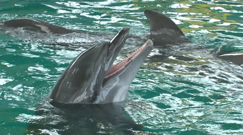 Curious dolphin Stock Footage 29662335