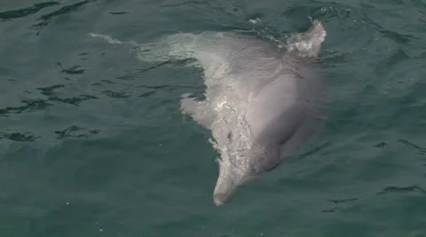 Curious dolphin Stock Footage 29662692