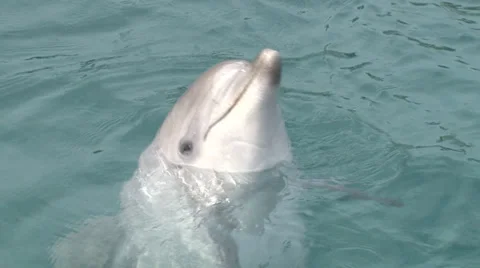 Curious dolphin Stock Footage 29663286