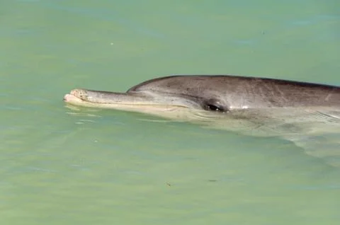 Curious dolphin - Monkey Mia Stock Photos