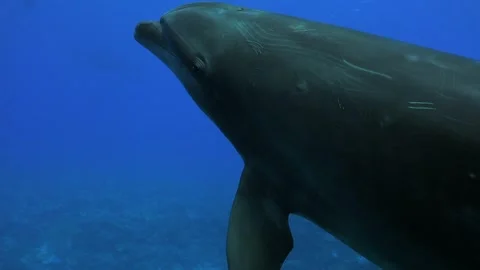 A curious dolphin passing super close in front of camera showing it's eye Stock Footage 278089307