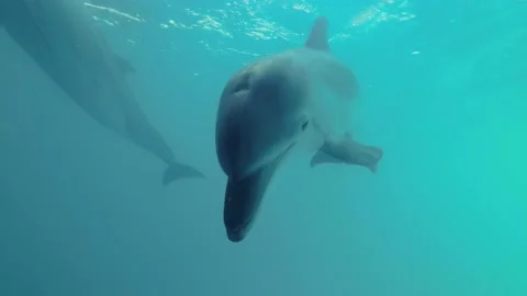 Curious dolphin peer into the camera. Dolphin Selfie - Close-up of Bottlenose Do Stock Footage 197078704