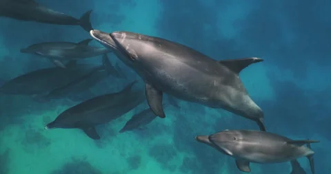 Curious dolphin peer into the camera. Dolphin Selfie - Close-up of Bottlenose Stock Footage 258826749
