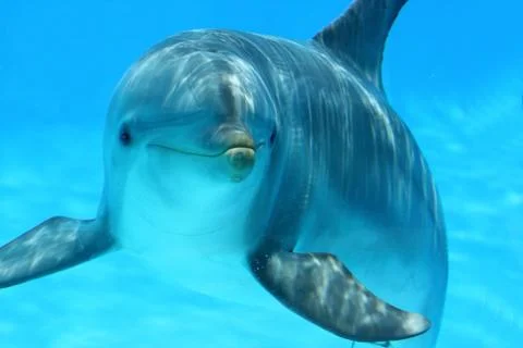 Curious dolphin 스톡 사진