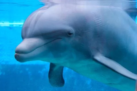 Curious dolphin Stock Photos