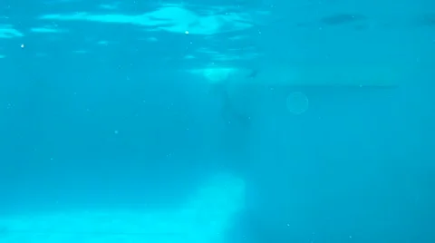 Curious dolphin watching the camera Video stock 64691471