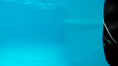 Curious dolphin watching the camera Stock Footage 64692157