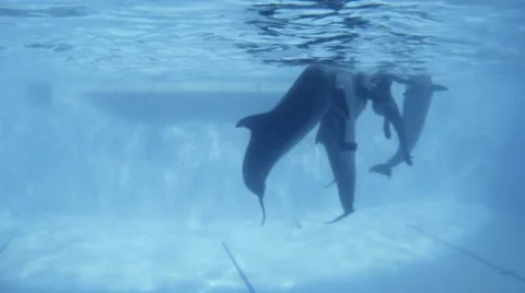 Curious dolphin watching the camera Video stock 64692721