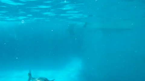 Curious dolphin watching the camera3 Video stock 64691125