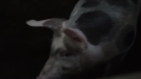 Curious domestic pig looking at camera inside a farm pen Stock Footage 341042021