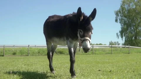 A curious donkey with a bridle approaches the camera in a sunny pasture. Stock Footage 281352352