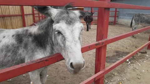 Curious donkey exploring enclosure in vibrant outdoor ranch setting Stock Footage 296155256