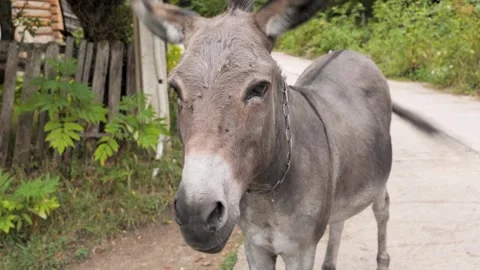 Curious donkey exploring a quiet country road on a sunny day Stock-Footage 292832067
