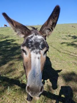 Curious Donkey Face Close-Up with Big Ears Stock Photos