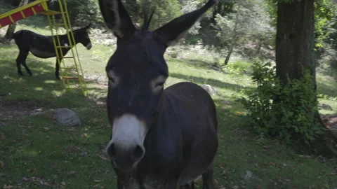 Curious donkey. Stock Footage 137441967