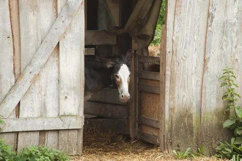 Curious Donkey Looking Out of an Old Wooden Barn Door. Stock Photos