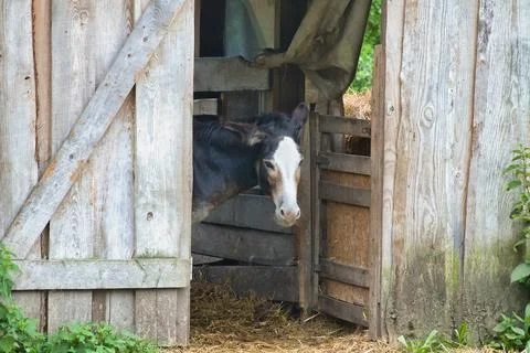 Curious Donkey Looking Out of an Old Wooden Barn Door. Stock Photos