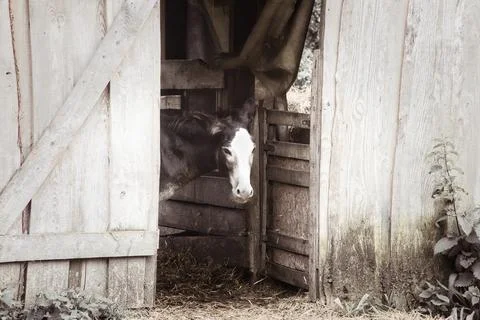 Curious Donkey Looking Out of an Old Wooden Barn Door. Stock Photos
