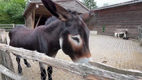 Curious Donkey Moving Head Beside Rustic Fence in Outdoor Enclosure Stock Footage 340975872
