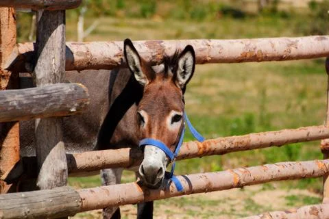 Curious donkey Foto stock