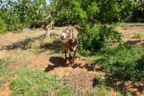 Curious donkey 库存照片