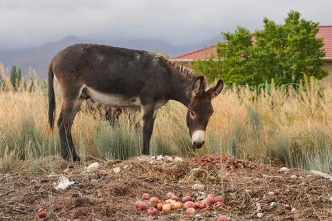A curious donkey Stock Photos