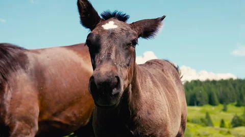 Curious Donkey Sniffing Camera Lens in Alpine Meadow Macro Shot Vídeos de archivo 330120466